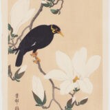 Myna on a Magnolia Branch