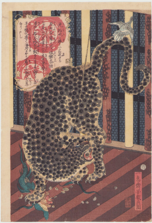 豹